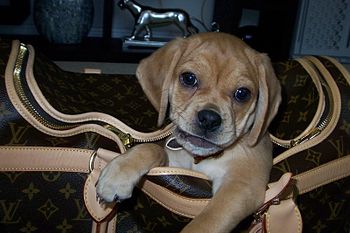 Puppy in dog carrier